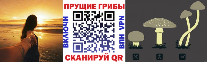 omg ссылки  Мышкин  Псилоцибиновые грибы MAGIC MUSHROOMS 