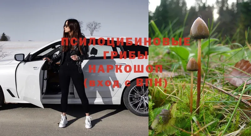 Псилоцибиновые грибы Psilocybe  цены наркотик  Мышкин 